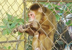 Quang Binh man hands over rare monkey to national park