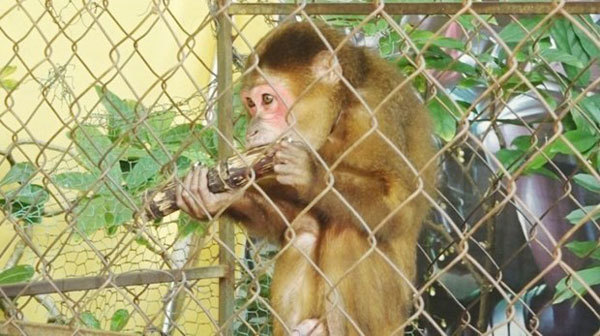 Quang Binh man hands over rare monkey to national park
