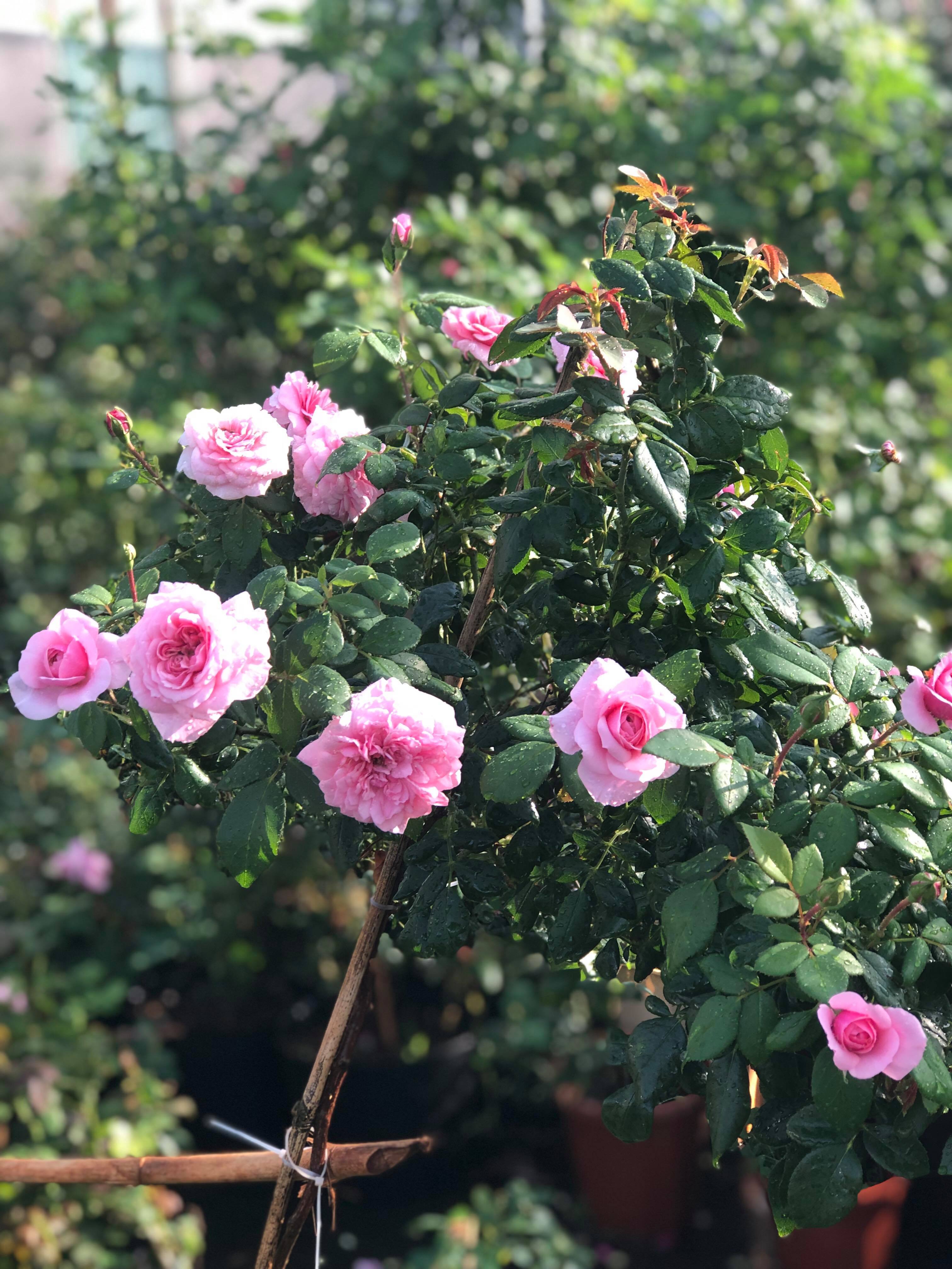 Vườn hồng 400 loài đẹp ngẩn ngơ của kỹ sư bỏ phố về núi
