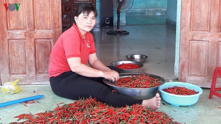 Ớt mất giá, để chín khô đầy đồng