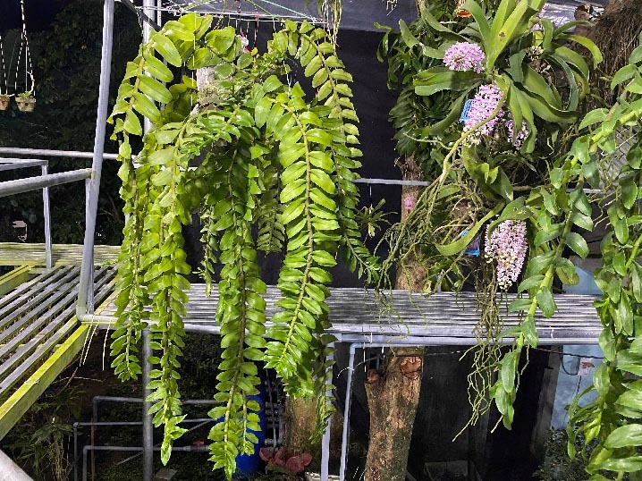 Hiệu quả từ mô hình trồng hoa cây kiểng tại TPHCM  Lan nuôi cấy mô   Trung Tâm Tư Vấn và Hỗ trợ Nông Nghiệp
