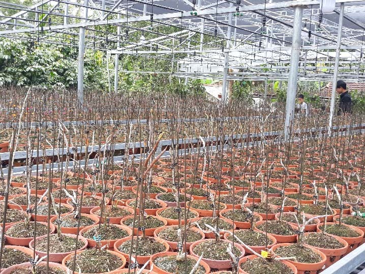 Vườn lan rừng 'khủng' của 9X Quảng Nam, có 10.000 giò giả hạc