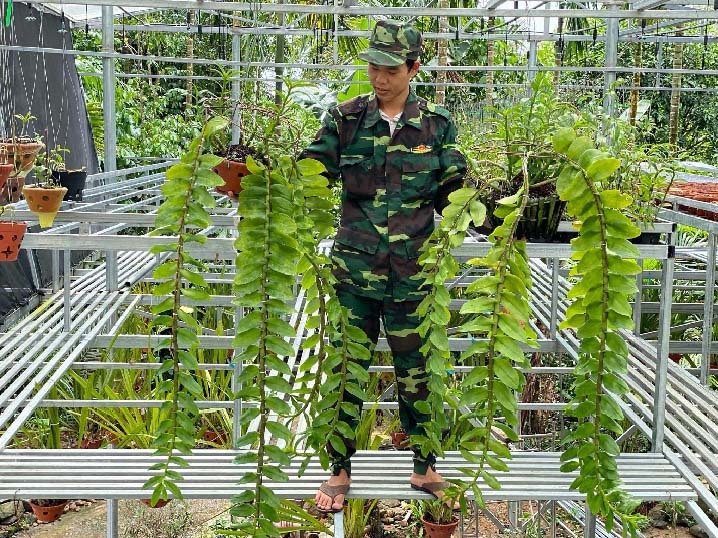 Vườn lan rừng khủng của 9X Quảng Nam có 10000 giò giả hạc