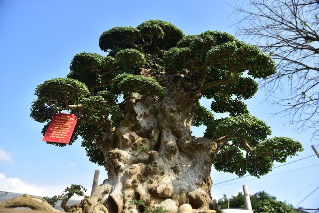 Đại gia tiếc ngẩn ngơ, chi 10 tỷ không mua nổi cây duối cổ