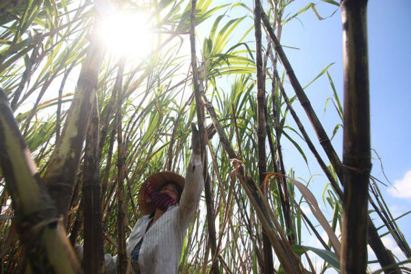 Sugarcane no longer sweet for Mekong Delta’s largest producer