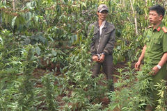 Tạm giữ người đàn ông trồng hàng nghìn cây cần sa trên rẫy cà phê