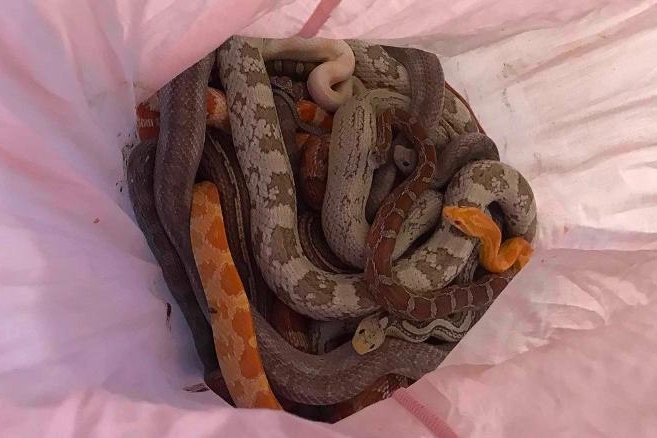 Bí ẩn những chiếc vỏ gối chứa trăn, rắn bên ngoài trạm cứu hỏa ở Anh