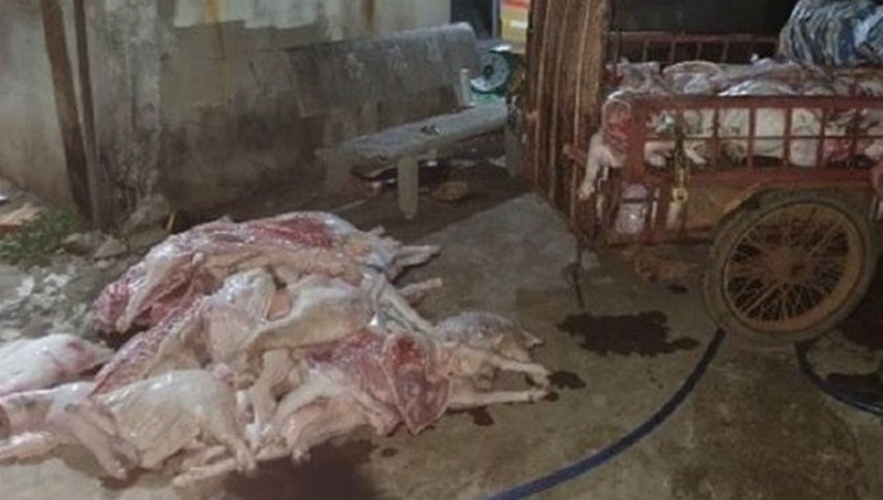 Đồng Nai: Giết mổ heo bệnh, heo chết bán cho công nhân