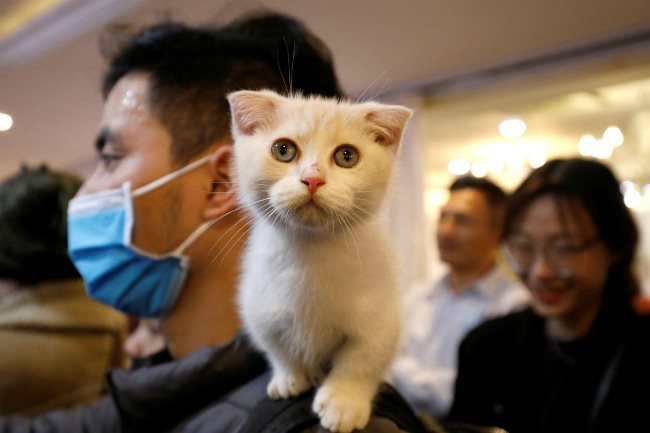 First-ever cat show held in Hanoi