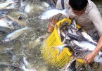 VN catfish sellers try to conquer home market