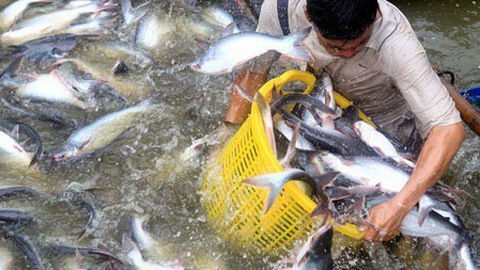 VN catfish sellers try to conquer home market