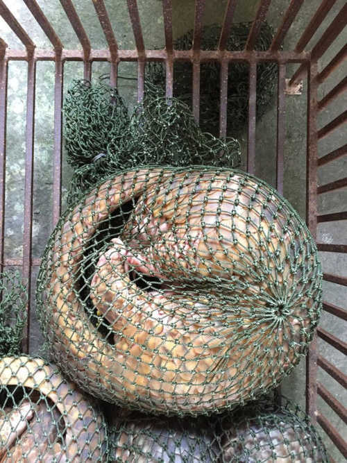 Closure of illegal wildlife markets will help fight Covid-19