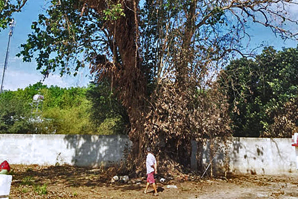 Đôi tình nhân quyên sinh dưới gốc cây và chuyện 'cây tử thần' ở Sài Gòn