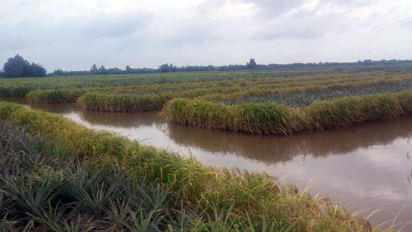 VN farmers earn high incomes from pineapple, shrimp and rice cultivation on same field