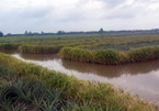 VN farmers earn high incomes from pineapple, shrimp and rice cultivation on same field