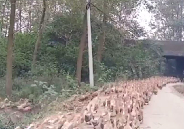 'Đoàn quân' 10 vạn con vịt của Trung Quốc nhận nhiệm vụ đặc biệt