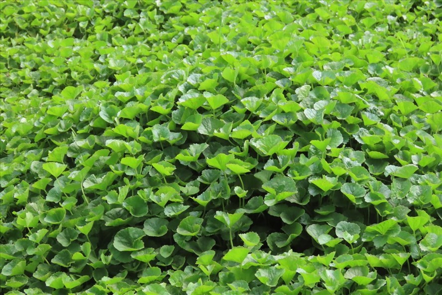 Kiếm dễ tiền triệu mỗi ngày từ rau má