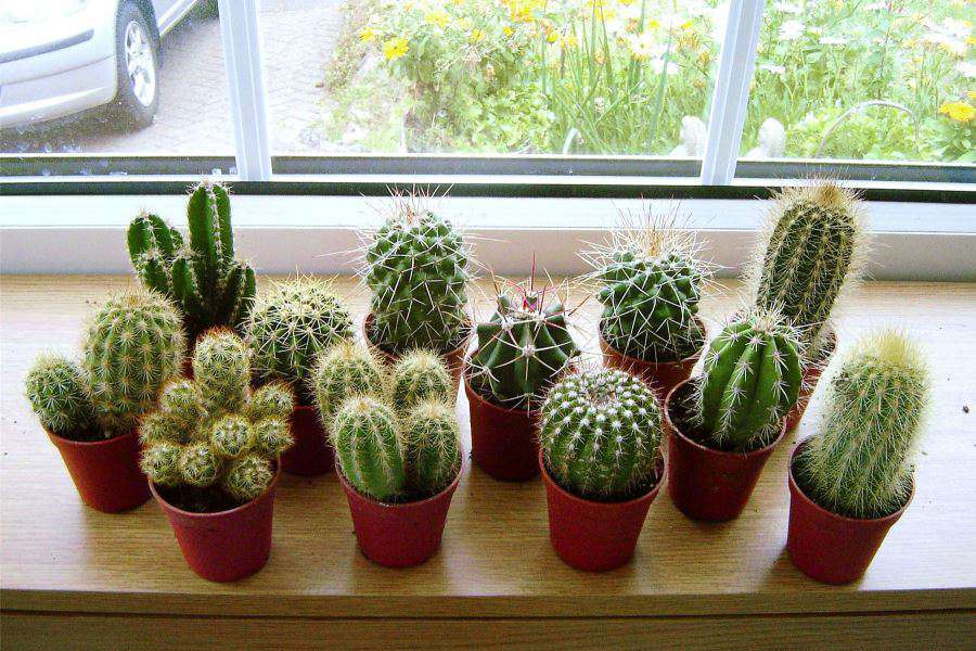 Ngã ngửa những cây mời tài lộc, đặt trong phòng ngủ lại là ‘tử thần’