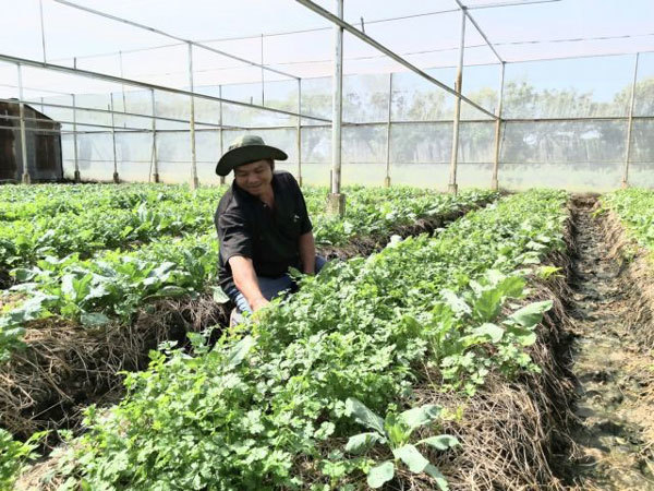 Crop restructuring will help VN farmers avoid losses