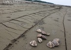 Nghề độc, lạ ở Nam Định: Đi cày trên biển bắt ngao to bự