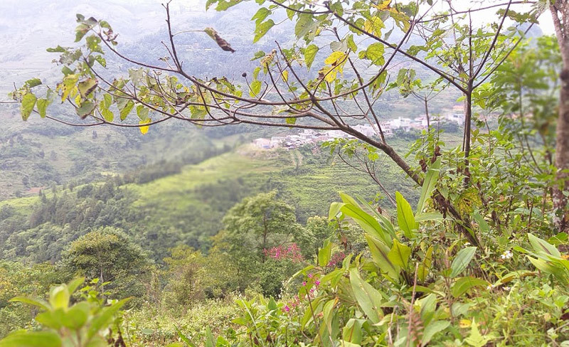 ‘Nên bỏ tục bốc mộ đi, lạc hậu lắm rồi’