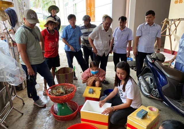 'Giải cứu tôm hùm': Sự thật qua giải thích của người đã nuôi tôm 25 năm