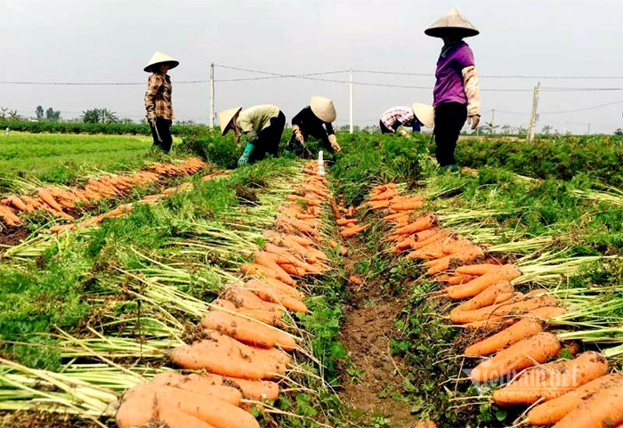 Cánh đồng 100 tỷ đồng rực 1 màu đỏ hiếm có Việt Nam