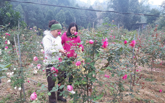 Trồng vườn hoa hồng cổ Sa Pa, sau 3 năm đã thu vài trăm triệu
