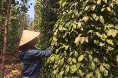 Vietnam's commodity market expected to lure more capital