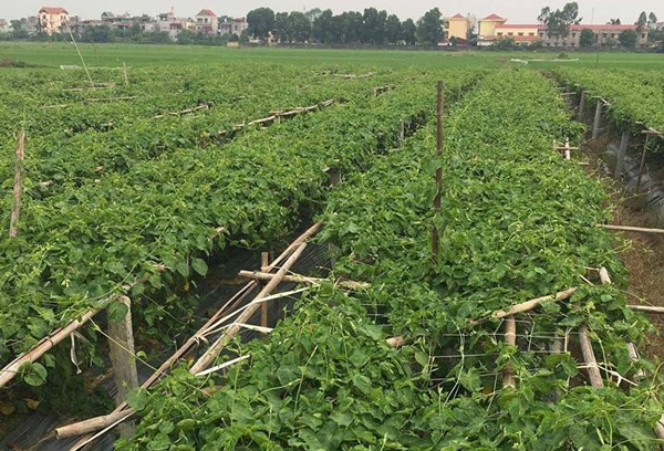 Làm chơi ăn thật, người đàn ông thu tiền tỷ nhờ trồng cây quen thuộc này