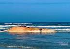 Xác cá voi nặng 10 tấn dạt vào bờ biển Hà Tĩnh