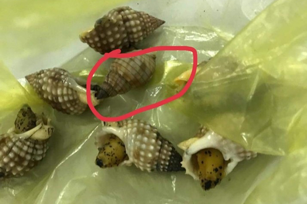 1 người chết, 2 người trong gia đình nhập viện vì ăn ốc biển
