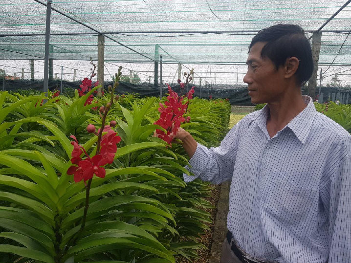 Cách trồng và chăm sóc lan mokara dân nghiệp dư vẫn cho hoa nở đều