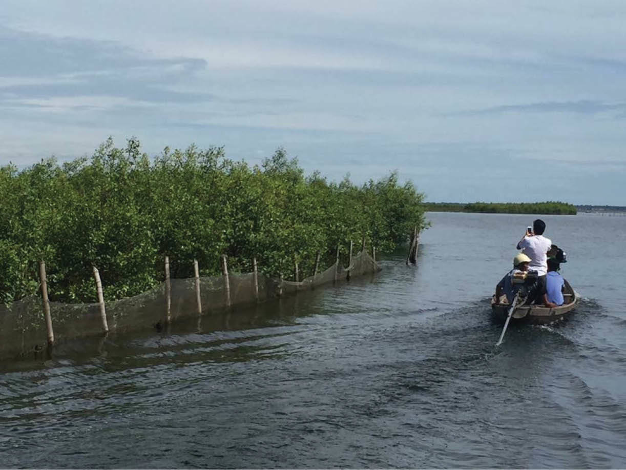 Thu hàng chục tỷ đồng từ 'báu vật' rừng ngập mặn