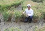 Mekong Delta saline intrusion to be worse this year