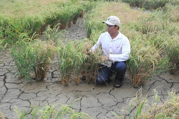 Mekong Delta saline intrusion to be worse this year