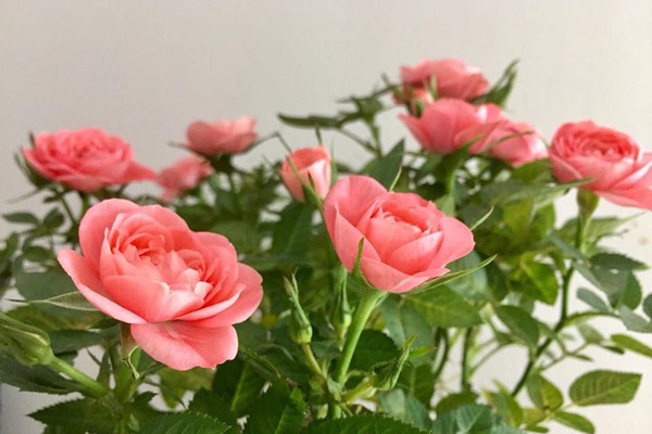 Những lời chúc hay, ý nghĩa cho ngày 8/3