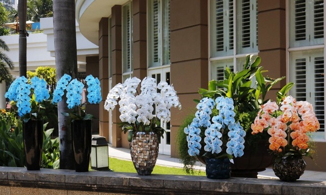 'Bỏng tay' với lan hồ điệp nhuộm màu độc, 1,2 triệu đồng/cành