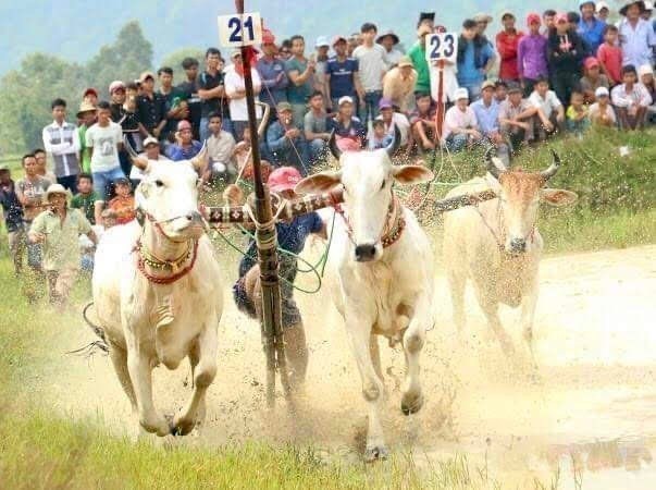 Ox racing festival in An Giang gears towards international status
