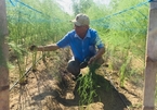 Vietnamese asparagus could enter Australian market this month