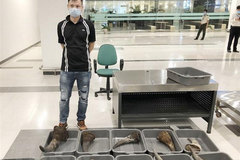 Nearly 30kg of rhino horn seized at Can Tho Airport
