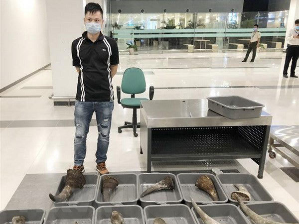 Nearly 30kg of rhino horn seized at Can Tho Airport