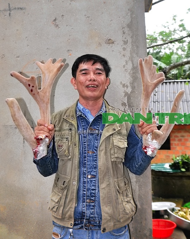 Ngắm cặp nhung 'siêu khủng', bán giá gần cả cây vàng tại Hà Tĩnh