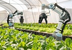 Công nghệ 5G sẽ cách mạng hóa ngành nông nghiệp như thế nào?