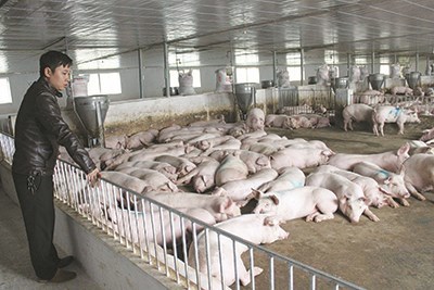 Thủ tướng yêu cầu 3 Bộ báo cáo trách nhiệm việc tăng giá thịt lợn