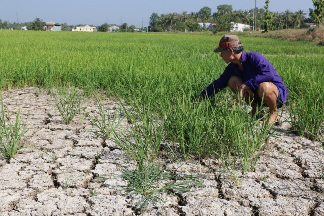 Five Mekong Delta provinces declare state of emergency over seawater intrusion