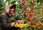 VN coffee growers warned of gloomy future