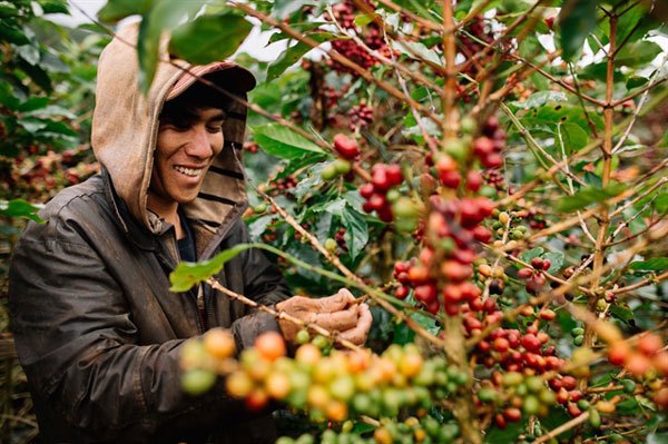 VN coffee growers warned of gloomy future