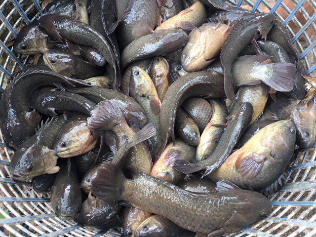 Cá rô là cá gì? Cá rô bao nhiêu 1kg, phân biệt cá rô đồng với cá rô nuôi