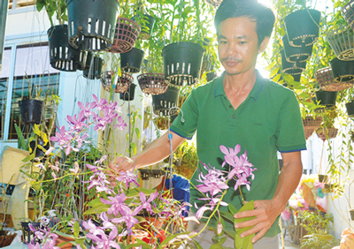Chàng trai trồng 2.000 giò lan, có 20 loài lan giả hạc đột biến quý hiếm
